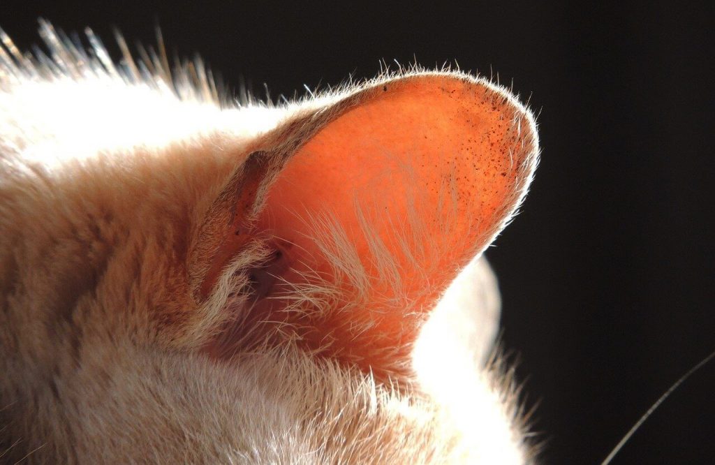 Ohrentropfen katze milben - Die ausgezeichnetesten Ohrentropfen katze milben auf einen Blick