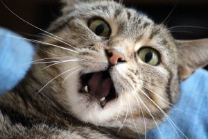 Stress bei Katzen