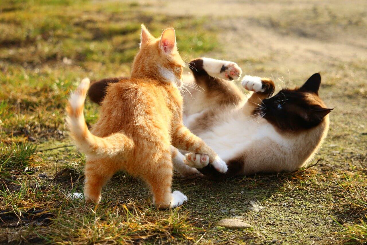 Kampf beenden Katze