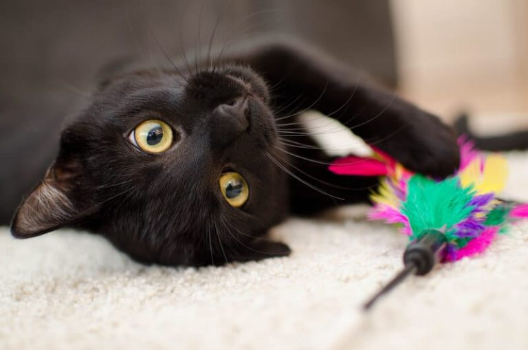 katzen spielen