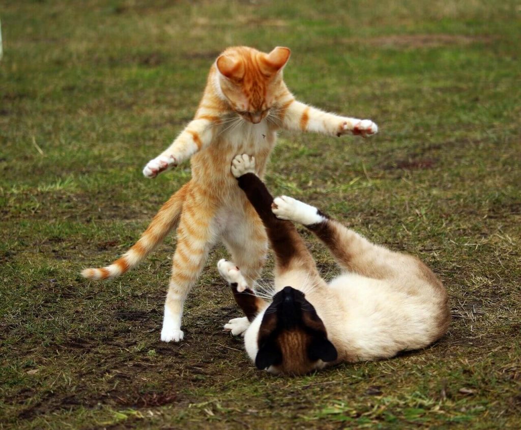 Spiel oder Kämpfen Katze