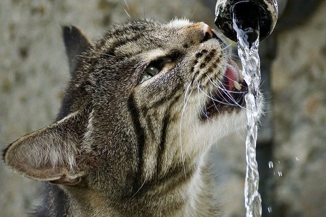 so trinkt deine Katze wasser
