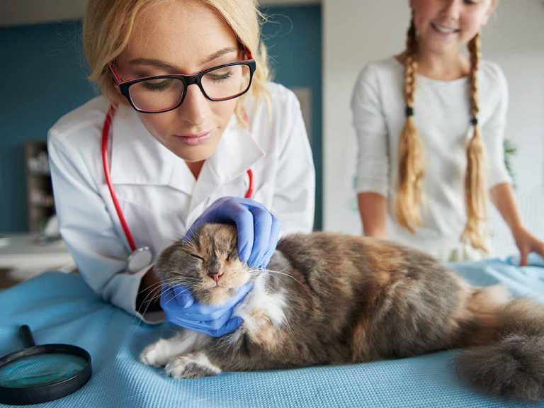 Katzenversicherung Ratgeber