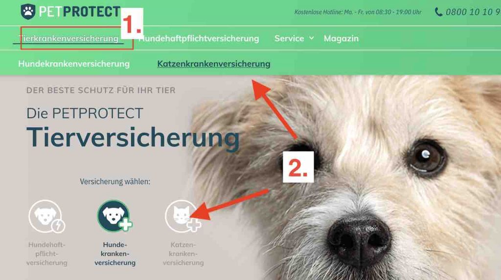 Katzenversicherung aussuchen