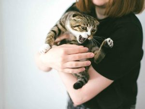 Katze richtig hochheben