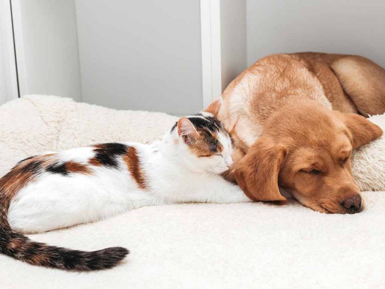 Katze und Hund kuscheln