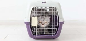 Transportbox Katze