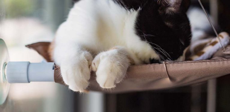 Katze mit Polydaktylie auf Fensterliege