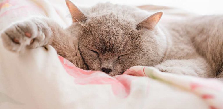 Katze schläft auf Sofa