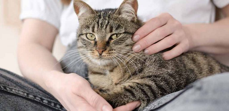 Katze sitzt auf dem Schoß