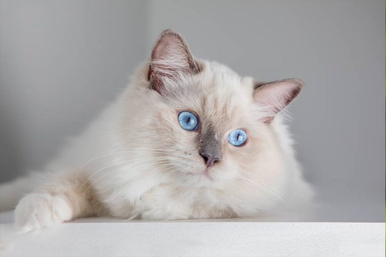 Ragdoll Katze mit blauen Augen