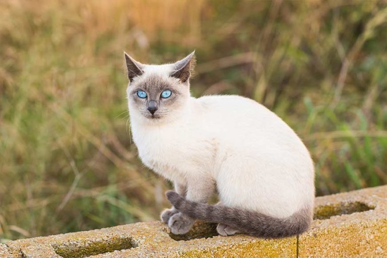 Siamkatze auf der Mauer