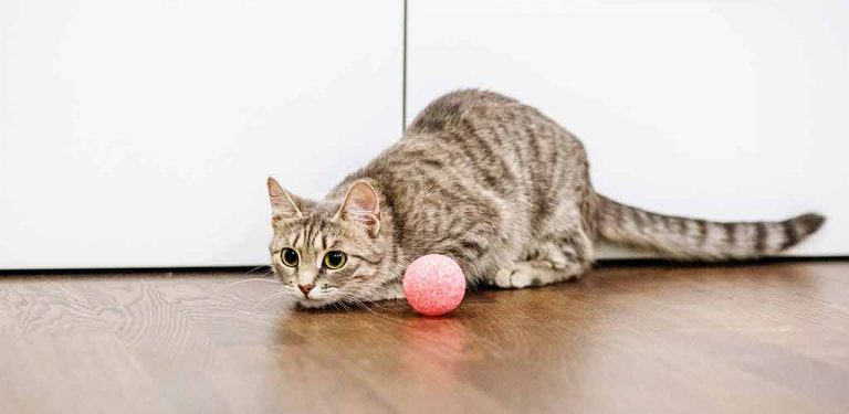 Katze spielt mit Ball