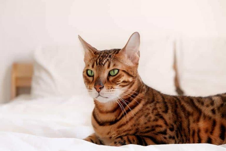 bengal