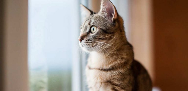 Katze sitzt am Fenster und beobachtet