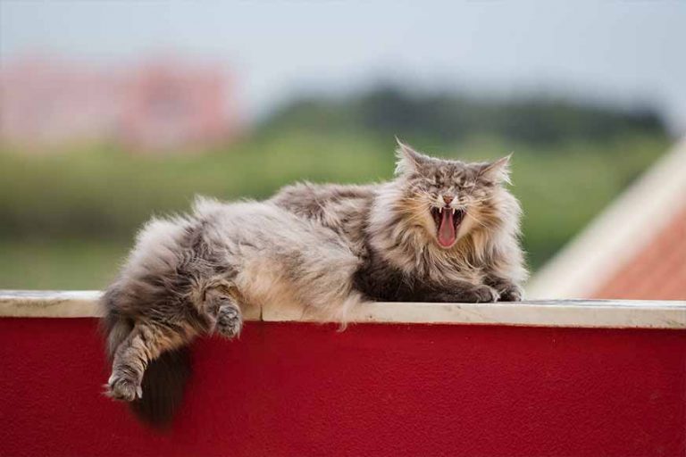 Norwegische Waldkatze liegt auf einer Mauer