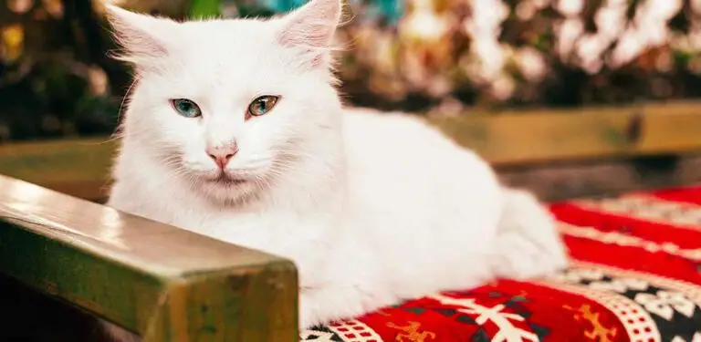 Katze liegt auf türkischer Decke