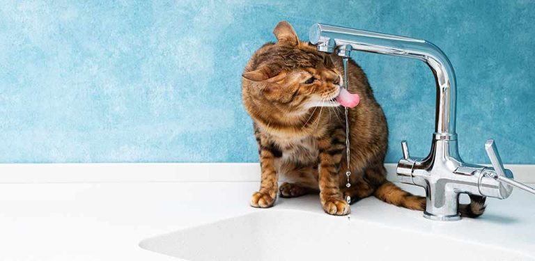 Katze trinkt aus Wasserhahn