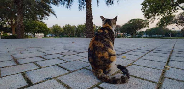 Katze sitzt auf Gehweg unter einer Palme