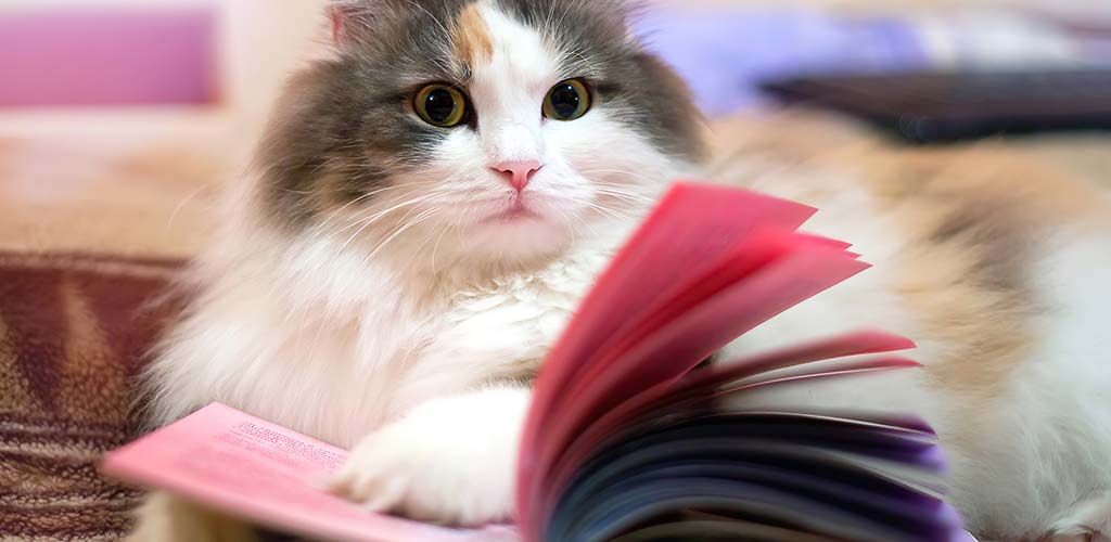 Katze liest in einem Buch