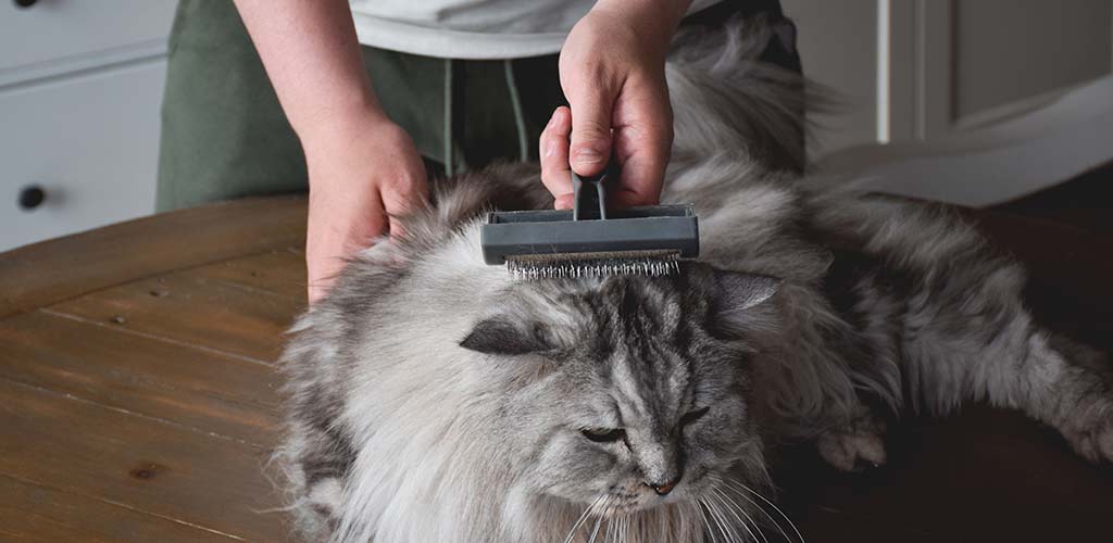 Katze wird gebürstet