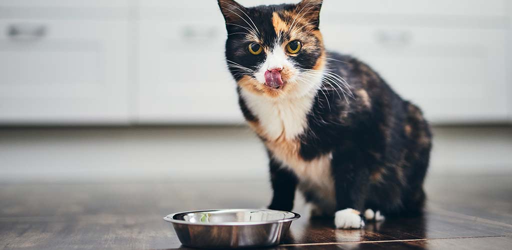 Katze frisst aus einem Futternapf