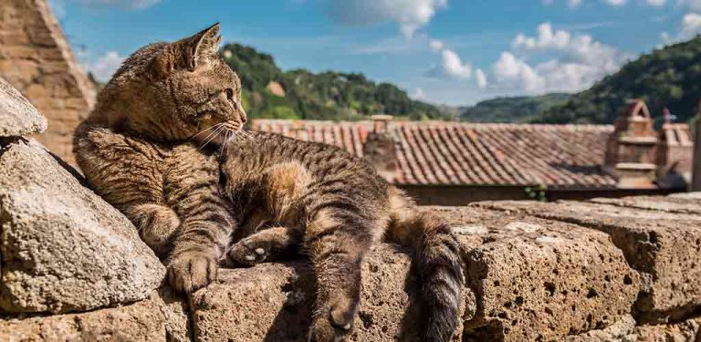 Katze liegt auf einer Mauer in der Sonne