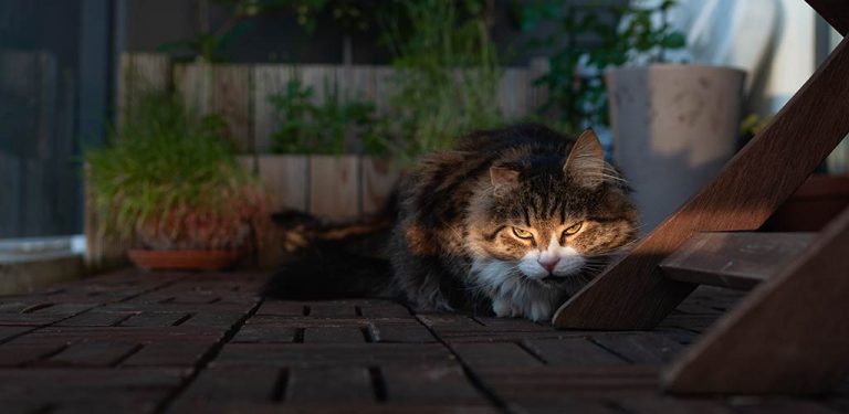 Katze wird von Licht angescheint