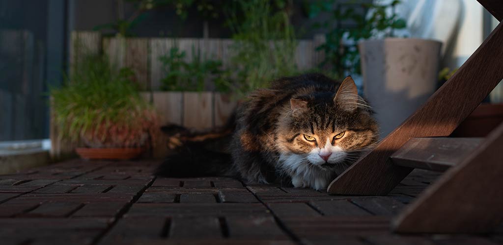 Katze wird von Licht angescheint