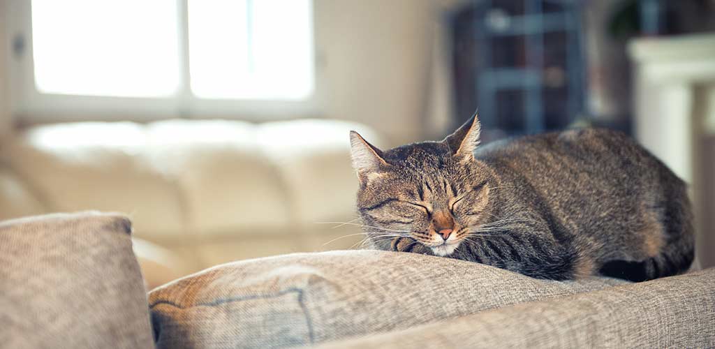 Katze liegt auf der Lehne vom Sofa