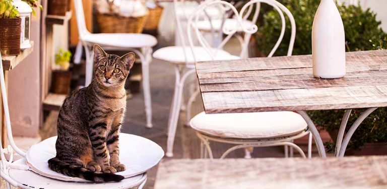 Katze sitzt in einem Restaurant auf dem Stuhl