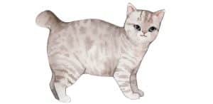 American Bobtail