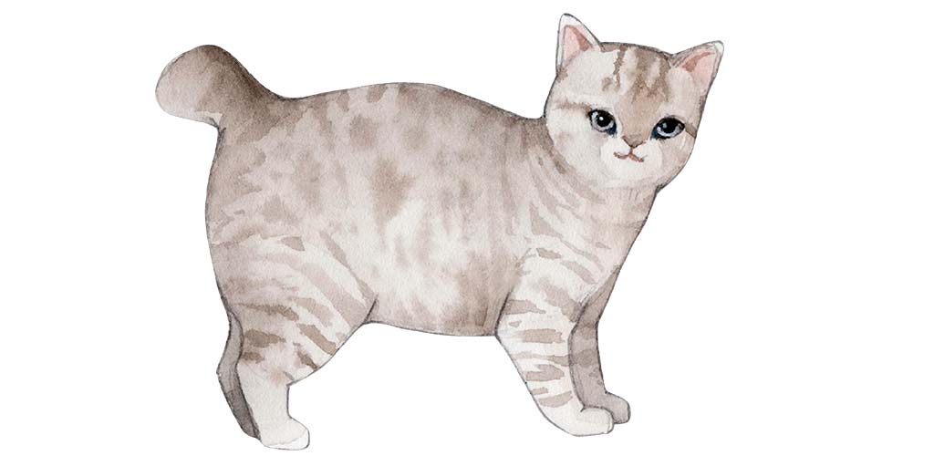 American Bobtail