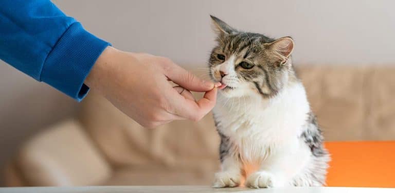 Katze bekommt Leckerli