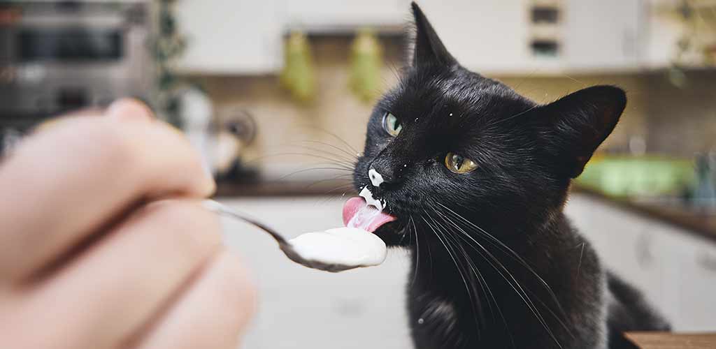 Katze leckt Joghurt von Löffel