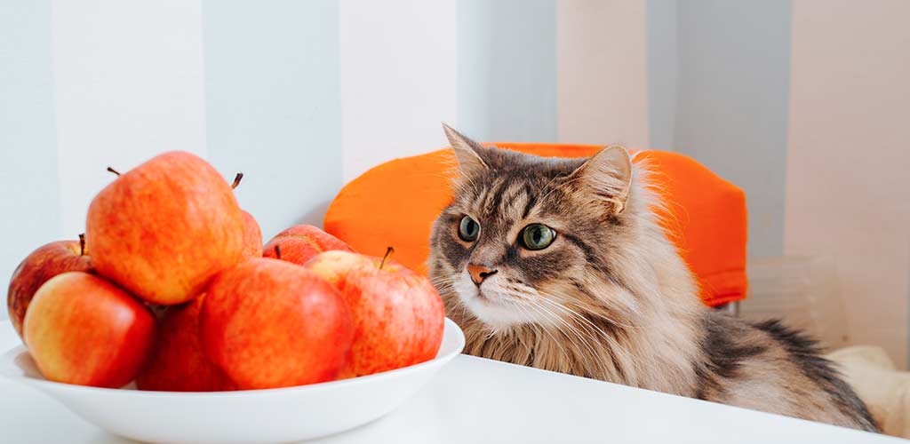 Katze, die vor einem Teller mit Äpfel steht