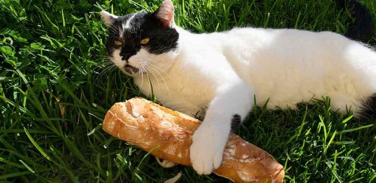 Dürfen Katzen Brot essen