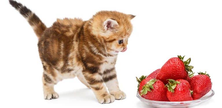Kleines Kätzchen steht vor Erdbeerschale