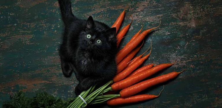 Katze sitzt auf einem Bund Karotten