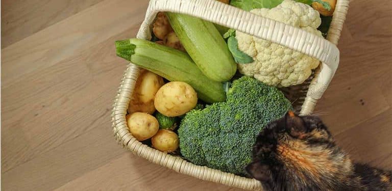 Katze steht vor Gemüsekorb