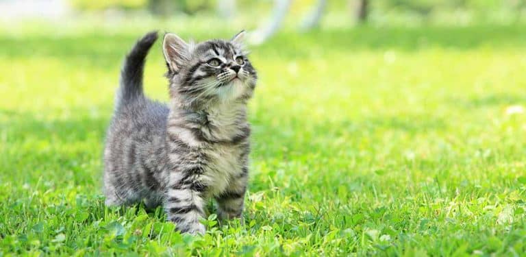 Kitten Futter für erwachsene Katzen