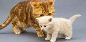 Katze mit Kitten