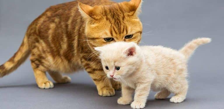 Katze mit Kitten