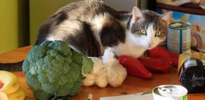 Katze auf Tisch mit Gemüse