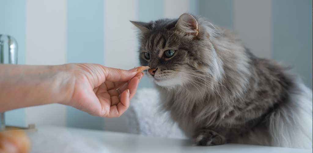 Katze, die von Hand gefüttert wird
