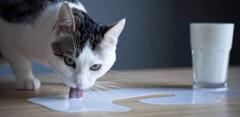 Katze leckt milch auf