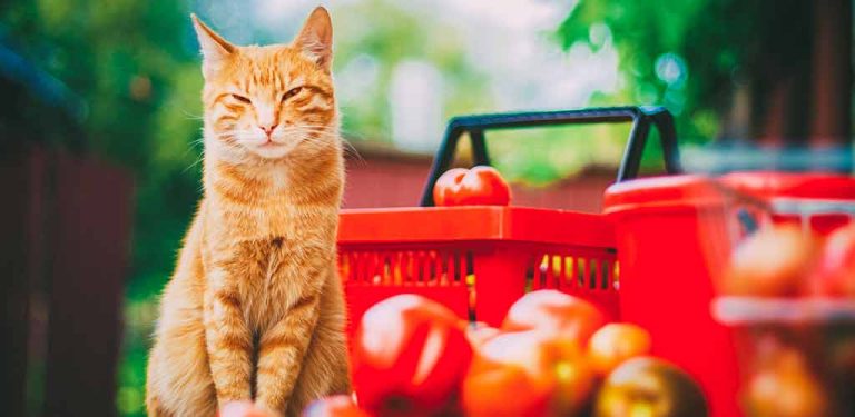 Katze sitzt vor einem Korb roter Tomaten