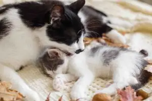 kitten
