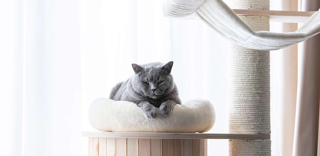 Katze liegt auf Kratzbaum