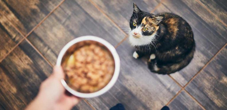 Frauchen reicht Katze Futternapf